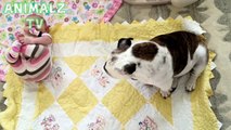 Cute Babies Playing With Funny Bulldogs Compilation 2016 - NEW VIDEOS