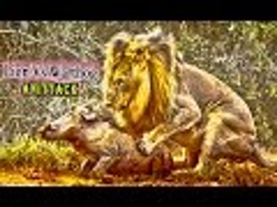 lion attack warthog top 10 HD