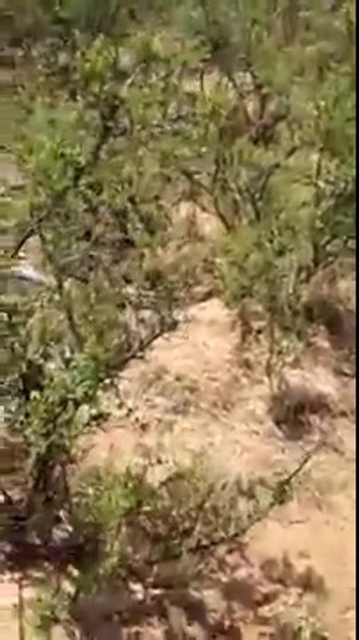 Terrify your friends with this fake-out snake attack footage