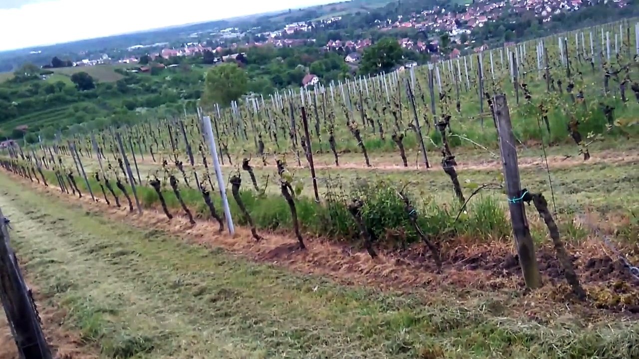 NOTRES VILLES  DE WISSEMBOURG VU SUR LES VIGNES