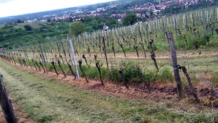 NOTRES VILLES  DE WISSEMBOURG VU SUR LES VIGNES