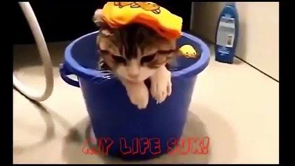 funny cat videos try not to laugh or grin [for kids] - funny cat videos compilation 2016
