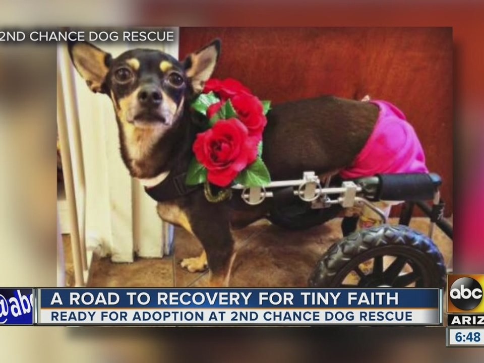 Road to recovery for dog hit by car