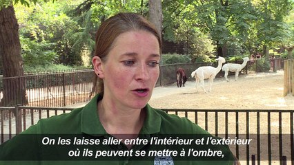 Canicule: les animaux du zoo du Jardin des Plantes chouchoutés