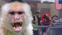 Monyet menyerang karyawan Walmart - Tomonews