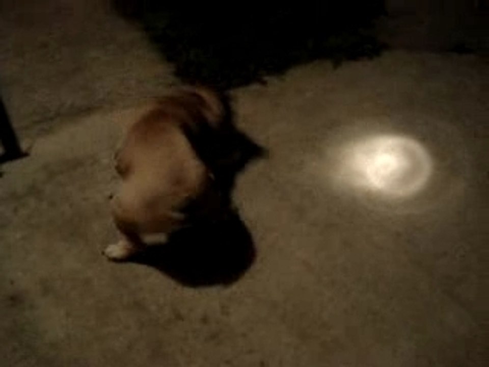 Folie canine