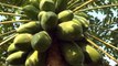 Papaya tree - pawpaw, papain, carica fruit