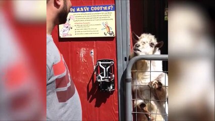 Cette chèvre essaie de nous dire quelque chose... Mais quoi???