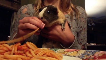 Ce cochon d'inde kiff les spaghettis!