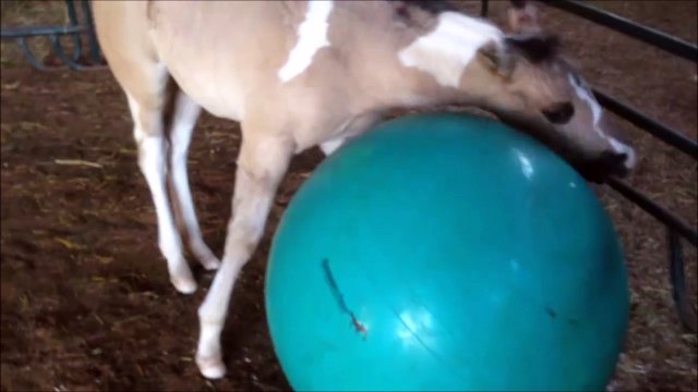 Un poney joue comme un fou avec son ballon
