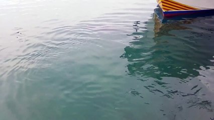 Un thon avale une mouette..