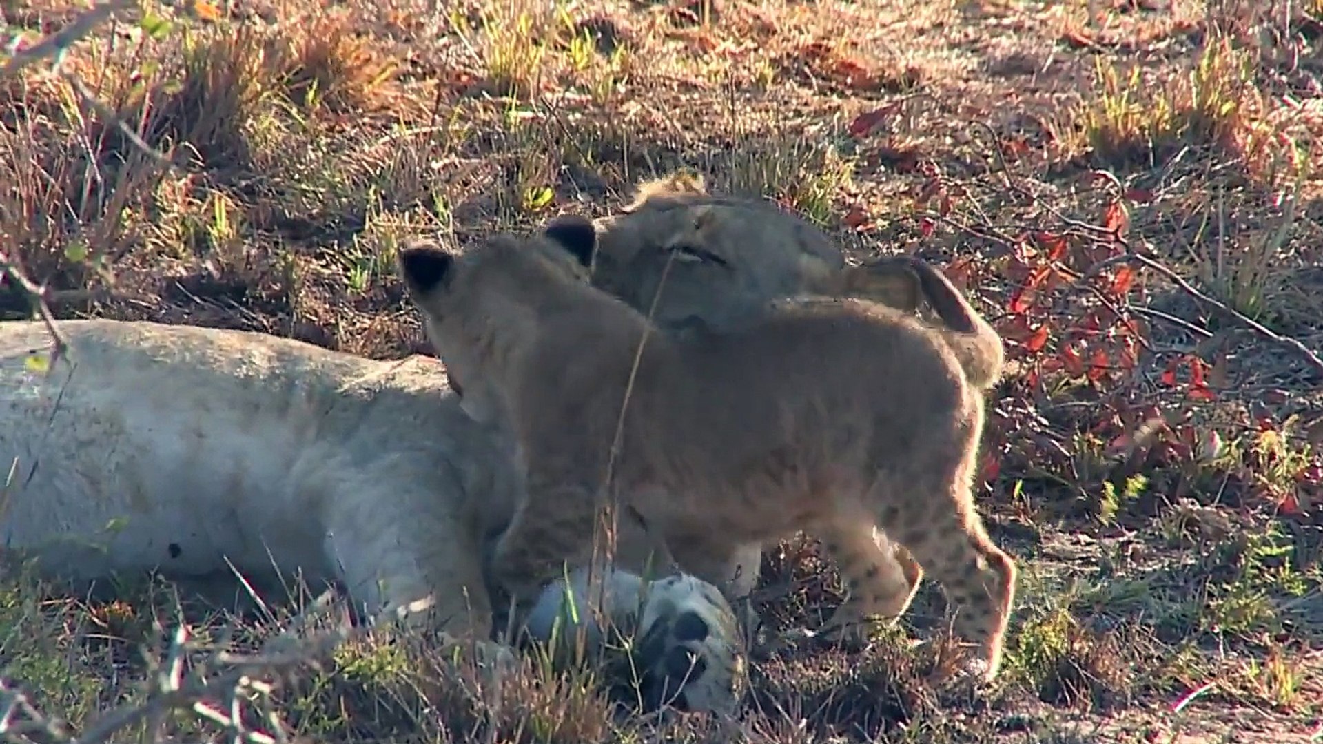 Un Lionceau Vient Reveiller Maman Trop Mignon Video Dailymotion