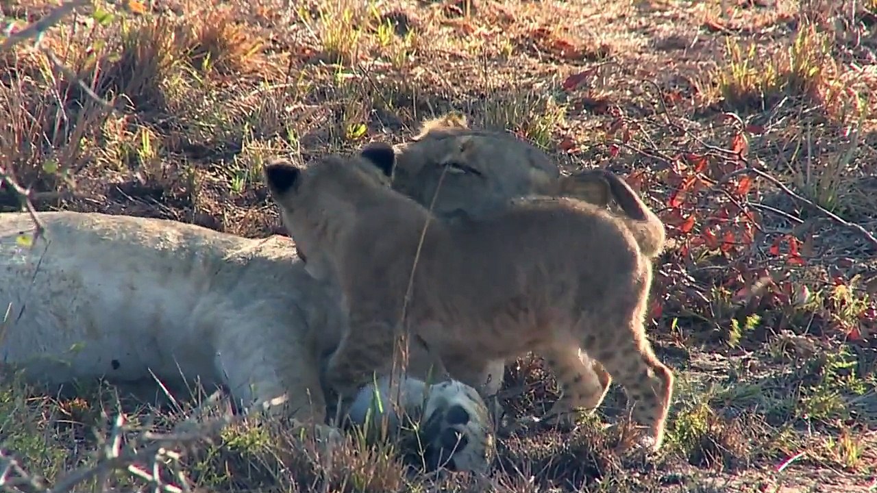 Un lionceau vient reveiller maman... Trop mignon