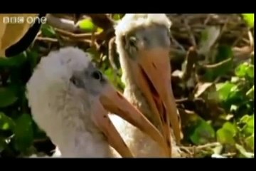 Whats-Your-Plan---Funny-Animals