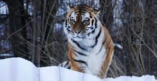 the quest for siberian tigers