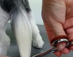 My Fat Dog Very Cute and Funny 9453 (9)