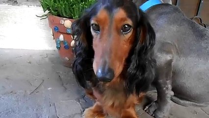 Un chien coupable se cache derrière un autre chien