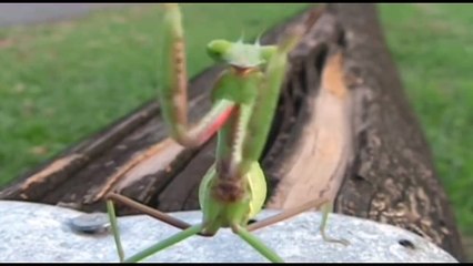 Funny Animals Show Off Their Dance Moves