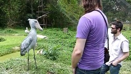 Man uses non-verbal communication to talk to a friendly bird