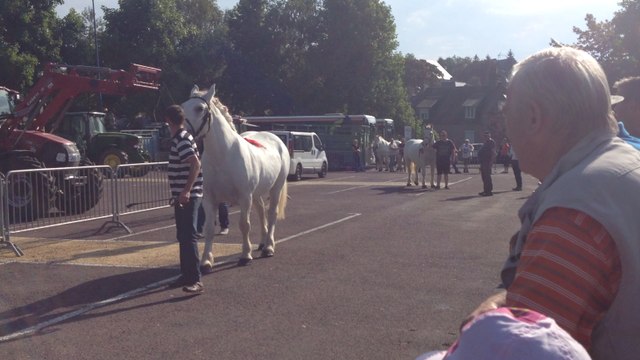 Le concours des animaux débute par les chevaux
