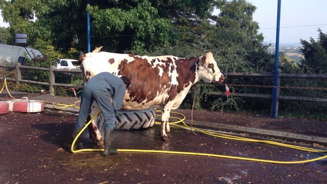 Concours : les éleveurs de bovins sont arrivés