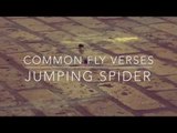 Jumping Spider Takes on Common Fly in Epic Duel