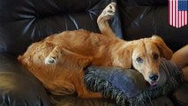 Dog with backwards legs: Rexi the golden retriever suffers from neurological problem - TomoNews