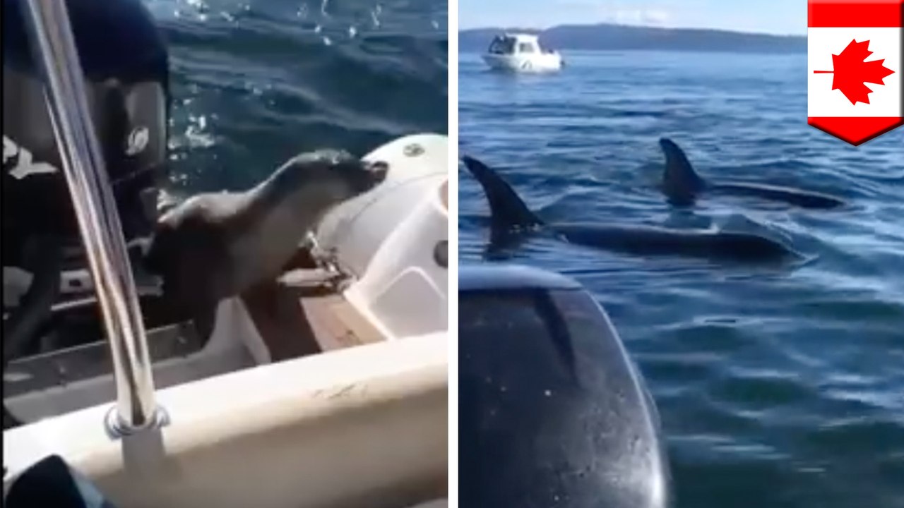 Seal jumps on boat near Vancouver Island to escape pod of hunting orca whales - TomoNews
