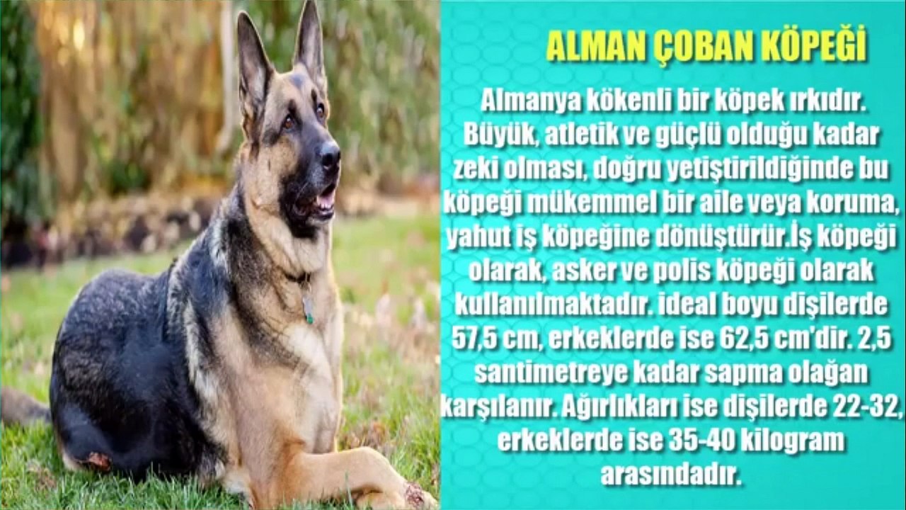 Dünya'nın En Güçlü 9 Köpek Irkı