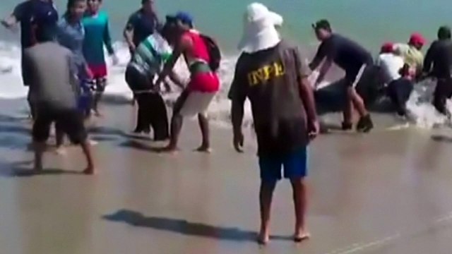Beached whale shark rescue