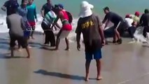 Beached whale shark rescue