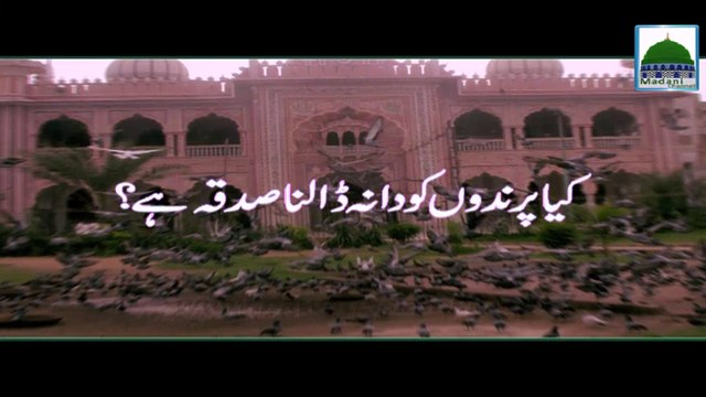 Kia Parindon ko Dana Dalna Sadqa Hai - Darul Ifta Ahlesunnat