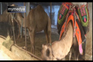 Kurbanlık Develer Alıcılarını Bekliyor