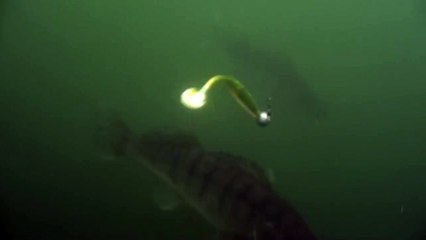 Судаки под водой