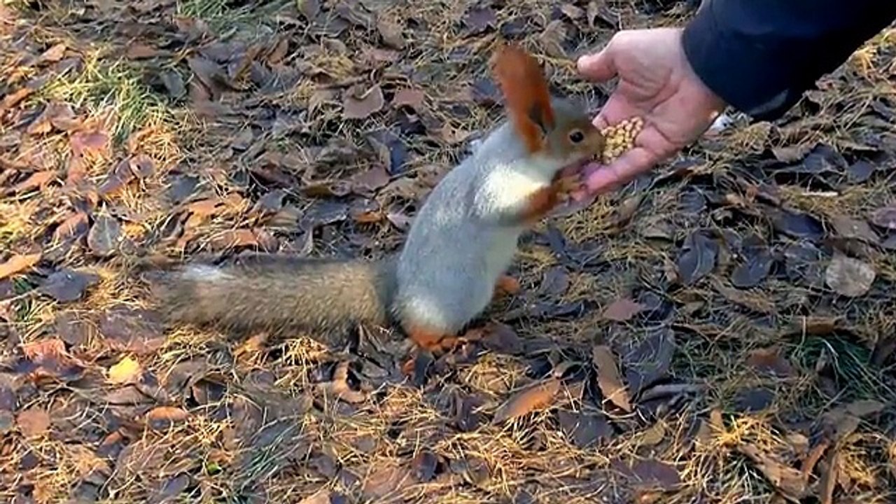 Eichhörnchen frißt aus der Hand