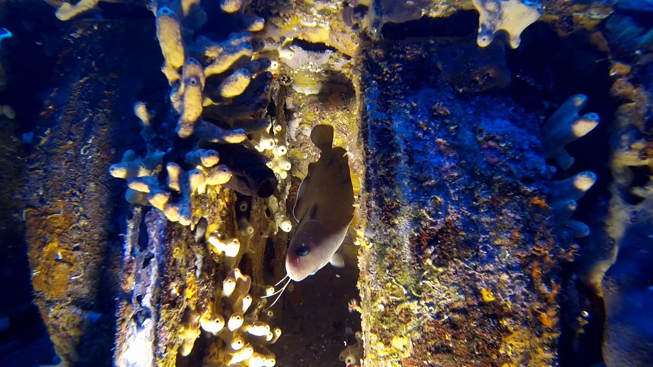 Plongée sur l'épave de l'avion P38 lightning - la ciotat -24-08-2016