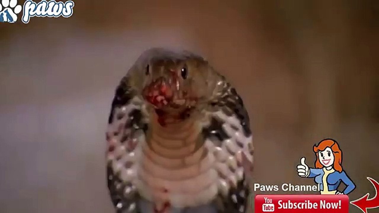 Cat kills the cobra   Pack of dogs kill a huge king cobra