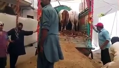 Dangerous-Qurbani-in-Pakistan-2016--Pakistan-have-Biggest-Bulls-for-Qurbani-2016
