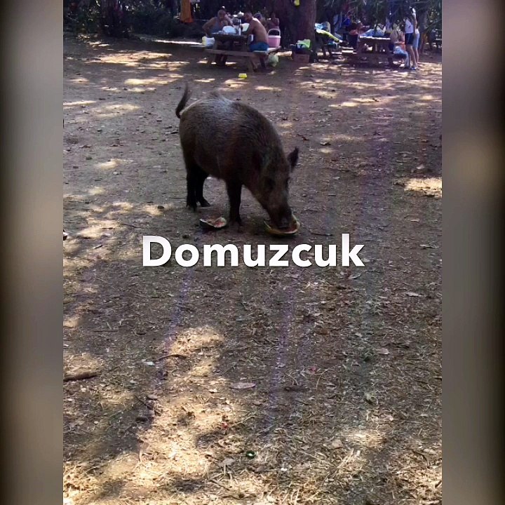 Domuzcuk