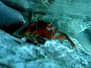 petit crabe aquarium