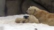 Cute Polar Bear Babies Playing in Snow Real video   Wonderful white bear Funny videos