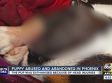 Dog euthanized after being found abused, abandoned in PHX