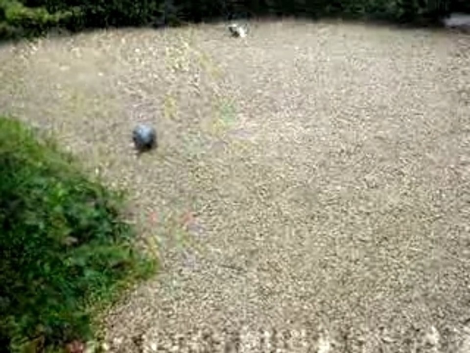 MOV00529