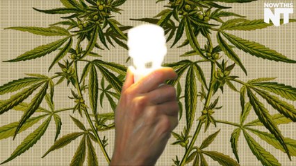 The University of Louisville is Growing Hemp For Renewable Energy Research
