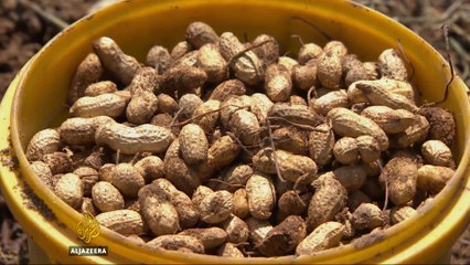 Haiti’s peanut farmers oppose US donation