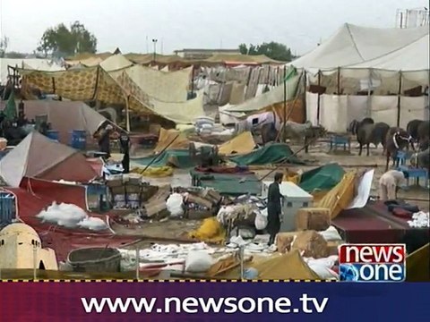 Rain and duststorm creates problems for cattle market in Karachi