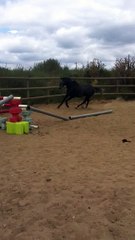 démon de midi 1ère séance d'obstacleIMG_0177