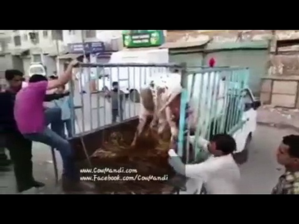 Cow_Hit_And_Run_Funny