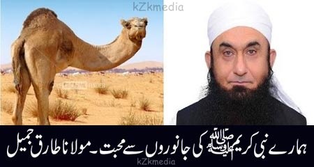 How Our Nabi (S.A.W) Love With Animals Maulana Tariq Jameel Bayyan 2016