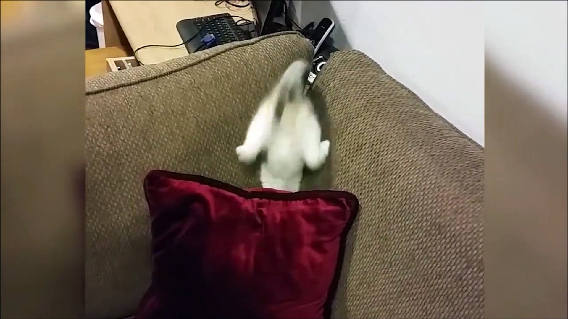 ⁣J'e l'ai, je l'ai... Ah non j'ai pas! Chat adorable